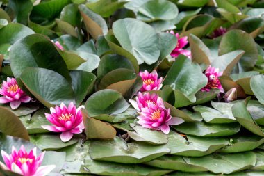 Nilüfer çiçekleri ve yeşil yapraklar göle yakın çiçek açar.