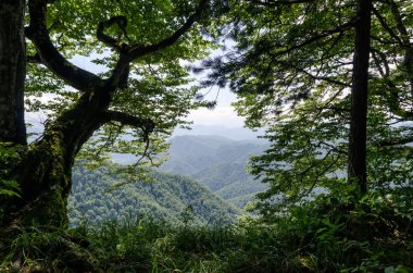 Tayland 'da yüksek dağlar ve vahşi orman