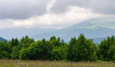 Sis içindeki yeşil ağaçlı alp çayırları