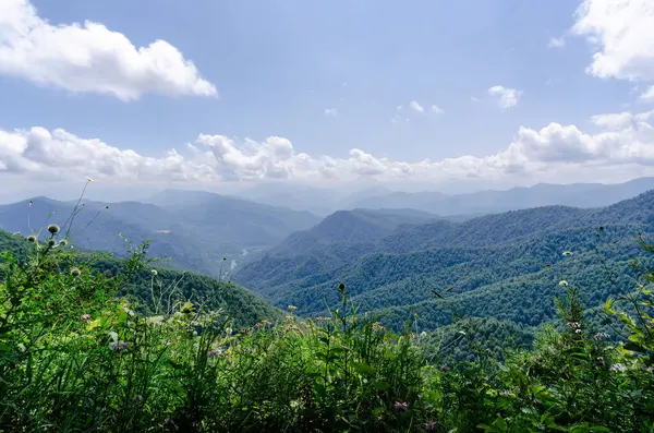 Sis Içindeki Yeşil Ağaçlı Alp Çayırları — Stok fotoğraf