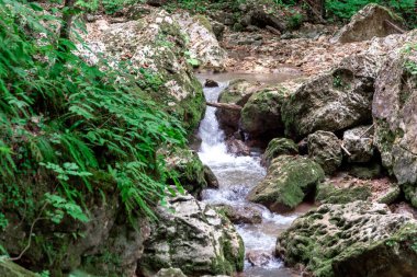 manzara dağ nehri ve kayalar Tayland 'da yeşil taze bitkilerle