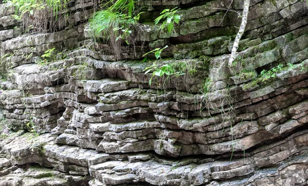 タイのジャングルの緑の新鮮な植物が付いている自然なパターン石の岩は閉まります — ストック写真