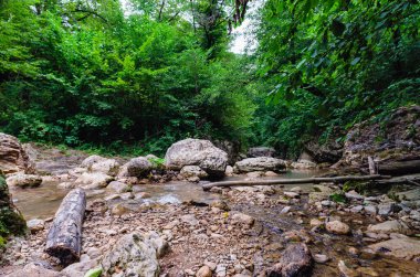 manzara dağ nehri ve kayalar Tayland 'da yeşil taze bitkilerle