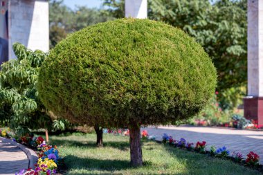 Şehir parkında insanların olmadığı yeşil ağaçlar.