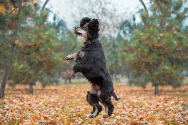 Amerikan Cocker Spaniel soyundan siyah ve esmer bir köpek güz mevsiminde öğleden sonra parkta yürüyüşe çıkıyor.