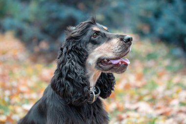 Sonbahar parkında siyah ve esmer Amerikan cocker spaniel köpeğinin portresi