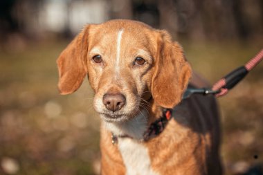 Sonbaharda parkta kırmızı bir köpeğe tasma takan evcil bir köpek.