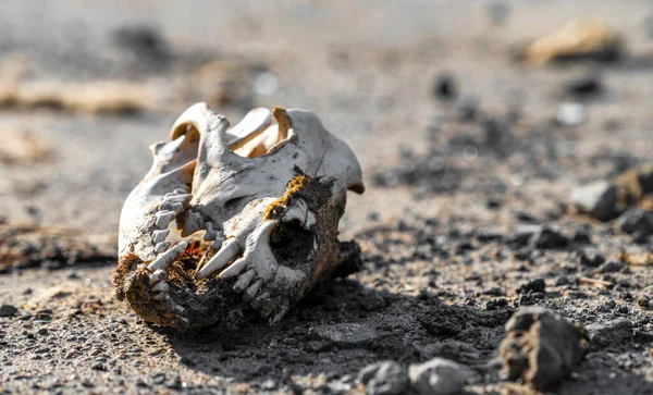 dog skull on city street war in ukraine