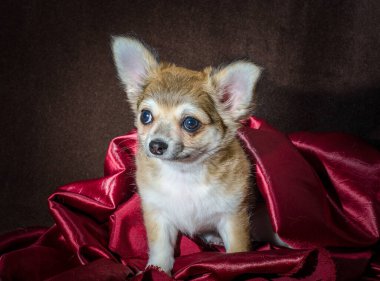 koyu kahverengi bir arka plan üzerinde mor bez kıvrımları yanlış ısırık küçük chihuahua köpek yavrusu