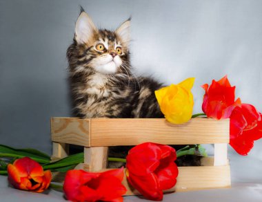 Maine Coon renkli tekir mezarda ışık gri arka plan üzerinde altı farklı renkte lale ile rengarenk bir küçük kedicik