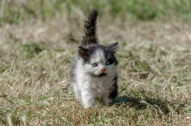yeşil otların arasında yürüyüş, mavi gözlü siyah yavru kedi