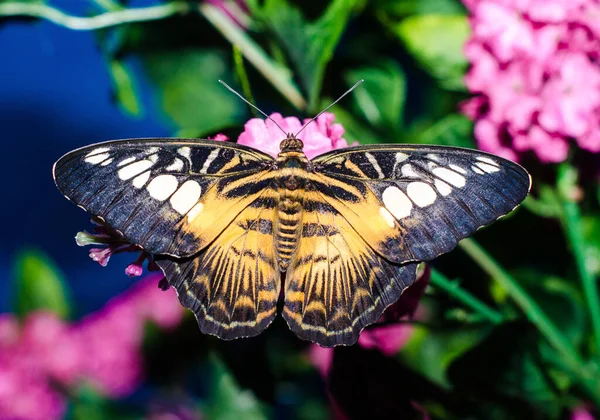 bright black yellow big butterfly sits spread its wings on a purple artificial plant