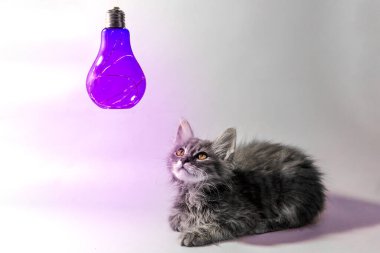 fikir kabarık gri tabby yavru kedi mor dekoratif ampul arayan meraklı sembolü