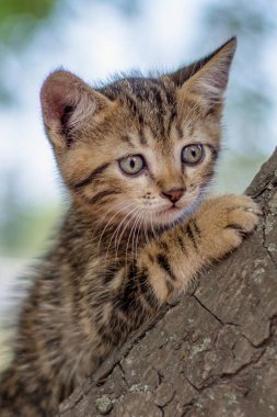 küçük renk tabby yavru kedi ağaca tırmanma