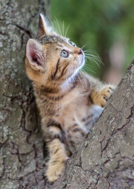 küçük yavru kedi renkli tekir ağaca tırmanma