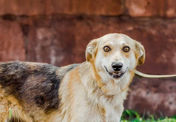 mongrel dog with big eyes smiling