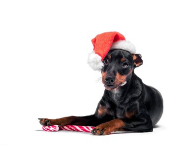 Kırmızı Noel şapkalı yavru köpek yavrusu ve beyaz arka planda izole edilmiş şekerler.