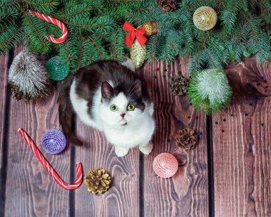 Noel düz Noel süslemeleri ve yeşil köknar dalları ile ahşap bir zemin üzerinde gri ve beyaz kedi yavrusu yatıyordu
