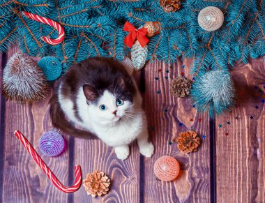 Noel dairesi, Noel süsleri ve mavi köknar dallarıyla ahşap bir zeminde gri ve beyaz kedi yavrusu yatıyordu.