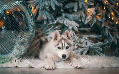 black and whitehusky puppy is lying on the wooden floor with white artificial fur against the background of a Christmas tree with festive lights and big disco ball