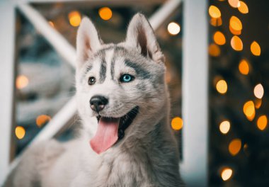 black and white husky puppy is lying on a white wooden chair against the background of a Christmas tree with festive lights