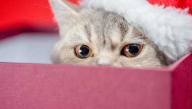 Noel Baba şapkalı gümüş İngiliz kısa hava kedisi kırmızı arka planda Burgonya kutusunda