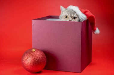 Noel Baba şapkalı İngiliz kısa boylu kedisi. Kırmızı arka planda büyük bir noel balosu olan hediye kutusunda.