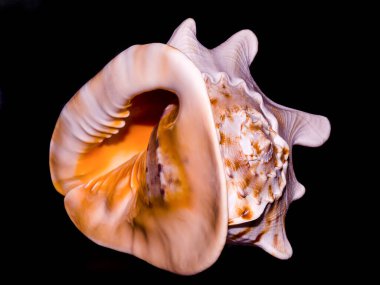 büyük portakal okyanus kabuğu tamamen siyah bir zemin üzerine