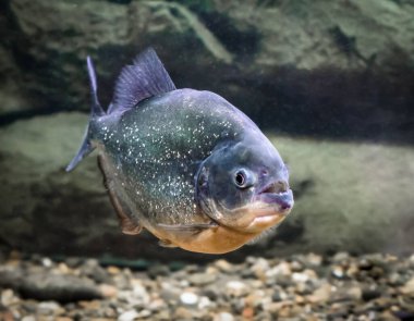 Piranha balık yüzer su yakın çekim