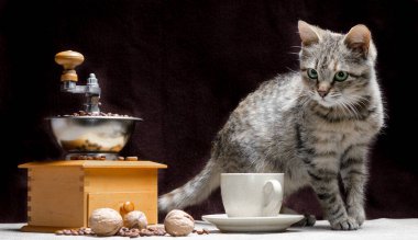 tekir renk kedi ile birlikte bir kahve değirmeni tahıl ve fındık bir fincan masada