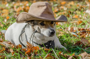 sarı sonbahar yalan melez şişman köpek kadar açık onun pençe yükselterek düşmüş yaprakları