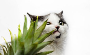 siyah ve beyaz kedi yavrusu ananas yeşil yaprakları üzerinde nibbles