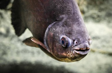 Canlı balık Gourami akvaryumda yüzüyor.