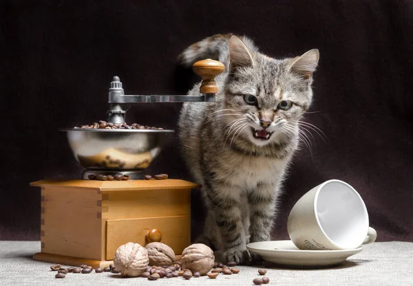 offended tabby color kitten sits near a manual coffee grinder and coffee grains