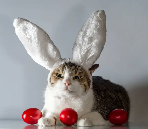 angry Easter cat in rabbit ears guards three red eggs