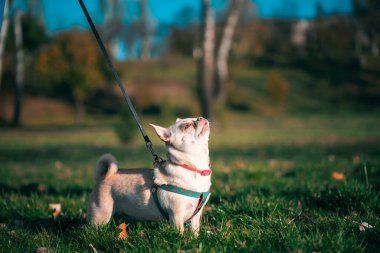 komik küçük chihuahua köpeği siyah deri bir tasmayla yürüyor güneşli bir günün günbatımında bir sonbahar parkına bakıyor.