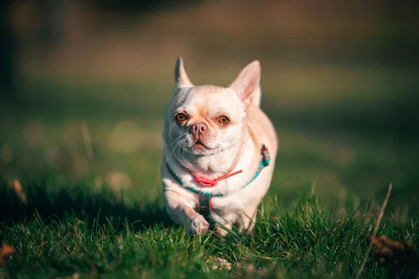 Gün batımında yeşil çimlerin üzerinde koşan komik küçük bir chihuahua köpeği.