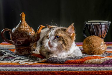 renkli çizgili halı üzerinde bir su ısıtıcısı davul djembe ve hindistan cevizi ile memnun kedi