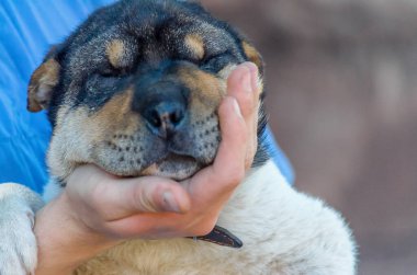 adamın palmiye yarı cins Shar Pei köpek namlu tutar