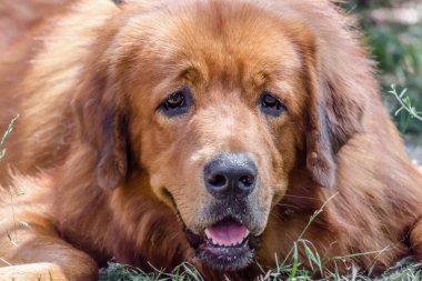 Kırmızı büyük köpek doğurmak çekim portre namlu Tibet Mastiff