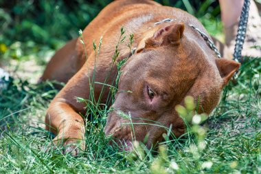Zincirli kırmızı pitbull yeşil çimlerde uzanıyor ve kokluyor