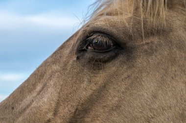 mavi gökyüzü closeup karşı bir at gözü