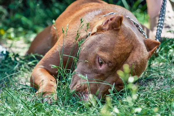 Zincirli kırmızı pitbull yeşil çimlerde uzanıyor ve kokluyor