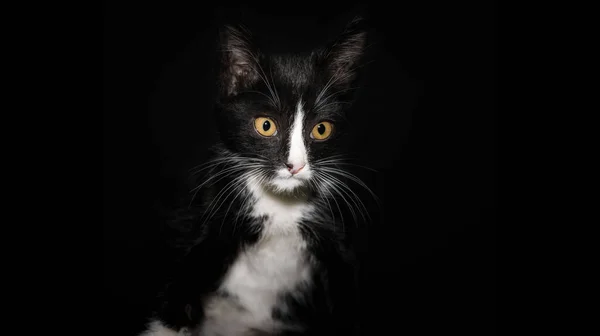 portrait of a black and white cat with yellow eyes on a dark background closeup
