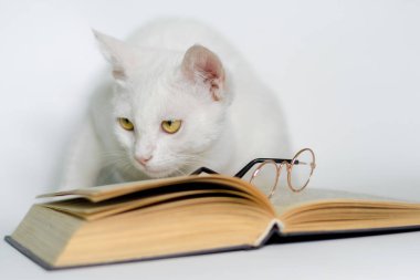 gözlüklü beyaz kedi ve temiz bir arka plan closeup bir kitap