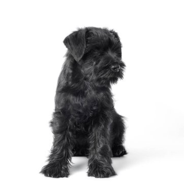 beyaz bir arka plan üzerinde küçük siyah köpek yavrusu cins minyatür schnauzer yakın