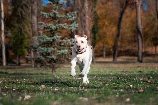 Yetişkin büyük labrador köpeği sonbaharda güneşli bir günde parkta koşuyor.