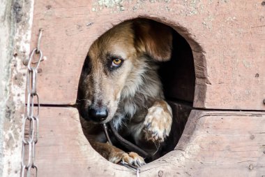 korkmuş yetişkin kahverengi köpek onun Doghouse görünüyor