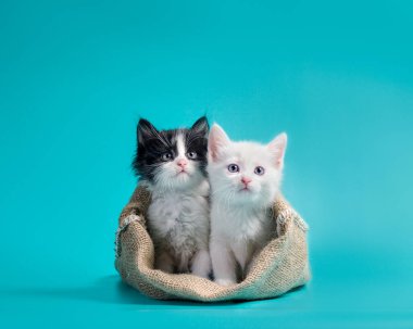 two little kittens in a sack turquoise background clipart