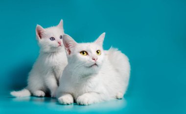Turkuaz bir arka planda annesinin yanındaki küçük beyaz kedi yavrusu.
